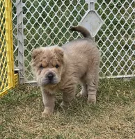 Roman, a male Chinese Shar-Pei and Miniature Shar-Pei for sale in Pine Bush, NY – 1 of 10