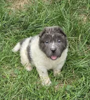 Tiny Tom blue flower bear mini , a male Chinese Shar-Pei and Miniature Shar-Pei for sale in Pine Bush, NY – 3 of 10