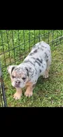 Tinsel blue and tan merle , a female English Bulldog for sale in Pine Bush, NY – 2 of 10