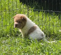 Logan mini lilac flower bear , a male Chinese Shar-Pei and Miniature Shar-Pei for sale in Pine Bush, NY – 3 of 9