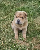 Roman, a male Chinese Shar-Pei and Miniature Shar-Pei for sale in Pine Bush, NY – 5 of 10