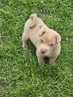 Barnaby mini lilac , a male Chinese Shar-Pei and Miniature Shar-Pei for sale in Pine Bush, NY – Photo 2 of 5