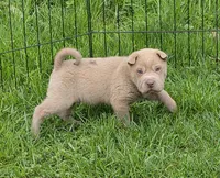 Barnaby mini lilac , a male Chinese Shar-Pei and Miniature Shar-Pei for sale in Pine Bush, NY – Photo 5 of 5