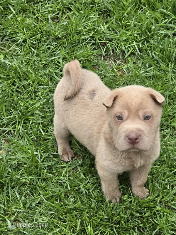 Barnaby mini lilac  – Chinese Shar-Pei, Miniature Shar-Pei puppy for sale in Pine Bush, NY