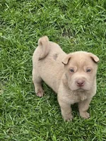 Barnaby mini lilac , a male Chinese Shar-Pei and Miniature Shar-Pei for sale in Pine Bush, NY – Photo 1 of 5