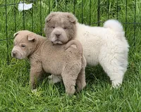 Barnaby mini lilac , a male Chinese Shar-Pei and Miniature Shar-Pei for sale in Pine Bush, NY – Photo 3 of 5