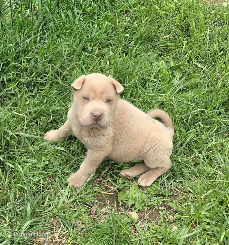 Barnaby mini lilac  – Chinese Shar-Pei, Miniature Shar-Pei puppy for sale in Pine Bush, NY