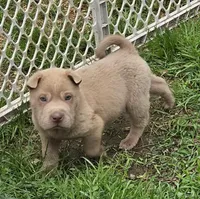 Barnaby mini lilac , a male Chinese Shar-Pei and Miniature Shar-Pei for sale in Pine Bush, NY – Photo 4 of 5