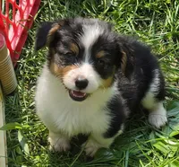 Muffin the fluffy , a female Pembroke Welsh Corgi for sale in Pine Bush, NY – 6 of 10