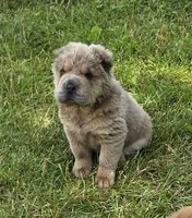 Roman, a male Chinese Shar-Pei and Miniature Shar-Pei for sale in Pine Bush, NY – 8 of 10