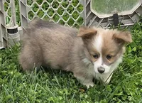 Dazzling Danny, a male Pembroke Welsh Corgi for sale in Pine Bush, NY – 5 of 10