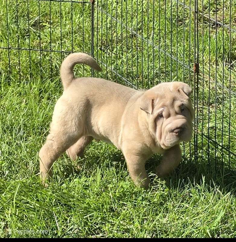 Larry – Chinese Shar-Pei, Miniature Shar-Pei puppy for sale in Pine Bush, NY