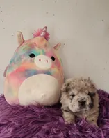 Tassle mini merle Bear , a female Chinese Shar-Pei and Miniature Shar-Pei for sale in Pine Bush, NY – Photo 7 of 10