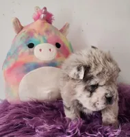 Tassle mini merle Bear , a female Chinese Shar-Pei and Miniature Shar-Pei for sale in Pine Bush, NY – Photo 5 of 10