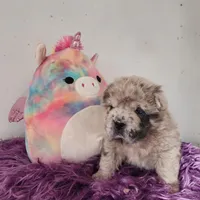 Tassle mini merle Bear , a female Chinese Shar-Pei and Miniature Shar-Pei for sale in Pine Bush, NY – Photo 8 of 10