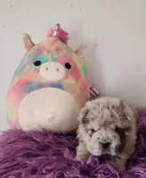 Tassle mini merle Bear , a female Chinese Shar-Pei and Miniature Shar-Pei for sale in Pine Bush, NY – Photo 4 of 10