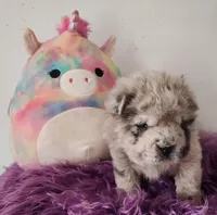 Tassle mini merle Bear , a female Chinese Shar-Pei and Miniature Shar-Pei for sale in Pine Bush, NY – Photo 6 of 10