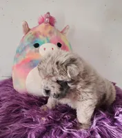 Tassle mini merle Bear , a female Chinese Shar-Pei and Miniature Shar-Pei for sale in Pine Bush, NY – Photo 9 of 10