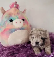 Tassle mini merle Bear , a female Chinese Shar-Pei and Miniature Shar-Pei for sale in Pine Bush, NY – Photo 1 of 10