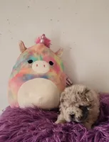 Tassle mini merle Bear , a female Chinese Shar-Pei and Miniature Shar-Pei for sale in Pine Bush, NY – Photo 3 of 10