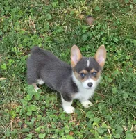 Lara the low rider , a female Pembroke Welsh Corgi for sale in Pine Bush, NY – 8 of 10