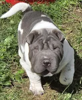 Blue boy , a female Chinese Shar-Pei and Miniature Shar-Pei for sale in Pine Bush, NY – 3 of 6