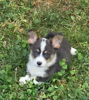 Lobo the low rider , a male Pembroke Welsh Corgi for sale in Pine Bush, NY – 3 of 10
