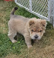 Roman, a male Chinese Shar-Pei and Miniature Shar-Pei for sale in Pine Bush, NY – 2 of 10