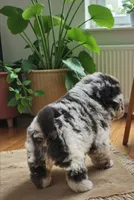 Tinsel Bear coat mini merle , a female Chinese Shar-Pei and Miniature Shar-Pei for sale in Pine Bush, NY – Photo 8 of 10