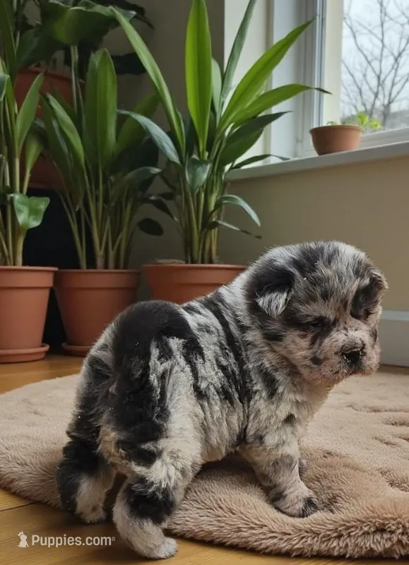 Tinsel Bear coat mini merle 