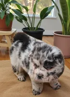 Tinsel Bear coat mini merle , a female Chinese Shar-Pei and Miniature Shar-Pei for sale in Pine Bush, NY – Photo 5 of 10