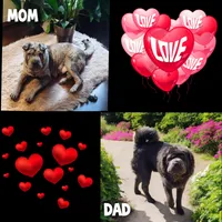 Tinsel Bear coat mini merle , a female Chinese Shar-Pei and Miniature Shar-Pei for sale in Pine Bush, NY – Photo 10 of 10