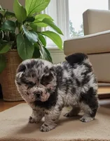 Tinsel Bear coat mini merle , a female Chinese Shar-Pei and Miniature Shar-Pei for sale in Pine Bush, NY – Photo 7 of 10