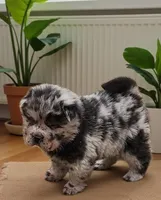 Tinsel Bear coat mini merle , a female Chinese Shar-Pei and Miniature Shar-Pei for sale in Pine Bush, NY – Photo 2 of 10