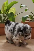 Tinsel Bear coat mini merle , a female Chinese Shar-Pei and Miniature Shar-Pei for sale in Pine Bush, NY – Photo 3 of 10