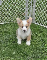 Beautiful Bentley , a male Pembroke Welsh Corgi for sale in Pine Bush, NY – 7 of 9