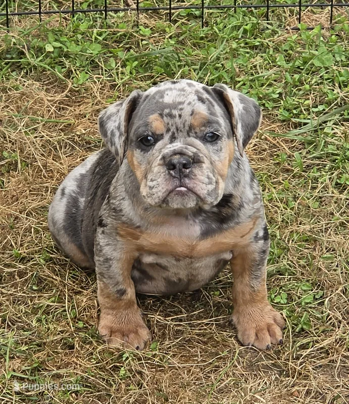 Sparkle lilac and tan merle  – English Bulldog puppy for sale in Pine Bush, NY