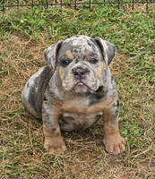 Sparkle lilac and tan merle , a female English Bulldog for sale in Pine Bush, NY – 1 of 6
