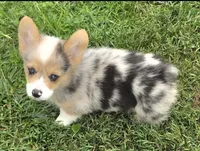 Gorgeous George , a male Pembroke Welsh Corgi for sale in Pine Bush, NY – 3 of 9