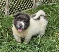 Tara blue flower bear coat mini , a female Chinese Shar-Pei and Miniature Shar-Pei for sale in Pine Bush, NY – 4 of 10