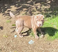 Lyla , a female Chinese Shar-Pei and Miniature Shar-Pei for sale in Pine Bush, NY – 5 of 10