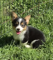 Muffin , a female Pembroke Welsh Corgi for sale in Pine Bush, NY – 9 of 10