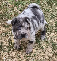 Dazzle blue merle mini , a female Chinese Shar-Pei and Miniature Shar-Pei for sale in Pine Bush, NY – Photo 8 of 10
