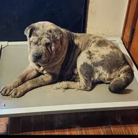 Dazzle blue merle mini , a male Chinese Shar-Pei and Miniature Shar-Pei for sale in Pine Bush, NY – Photo 2 of 10