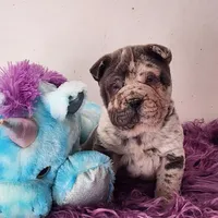 Dazzle blue merle mini , a male Chinese Shar-Pei and Miniature Shar-Pei for sale in Pine Bush, NY – Photo 7 of 10