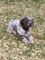 Dazzle blue merle mini , a female Chinese Shar-Pei and Miniature Shar-Pei for sale in Pine Bush, NY – Photo 9 of 10