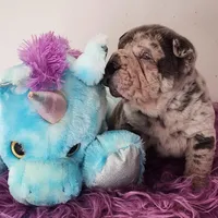Dazzle blue merle mini , a male Chinese Shar-Pei and Miniature Shar-Pei for sale in Pine Bush, NY – Photo 9 of 10