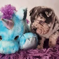 Dazzle blue merle mini , a male Chinese Shar-Pei and Miniature Shar-Pei for sale in Pine Bush, NY – Photo 8 of 10