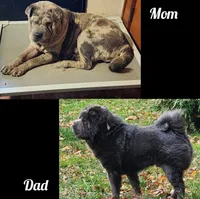 Dazzle blue merle mini , a female Chinese Shar-Pei and Miniature Shar-Pei for sale in Pine Bush, NY – Photo 10 of 10