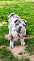 Dazzle blue merle mini , a female Chinese Shar-Pei and Miniature Shar-Pei for sale in Pine Bush, NY – Photo 4 of 10